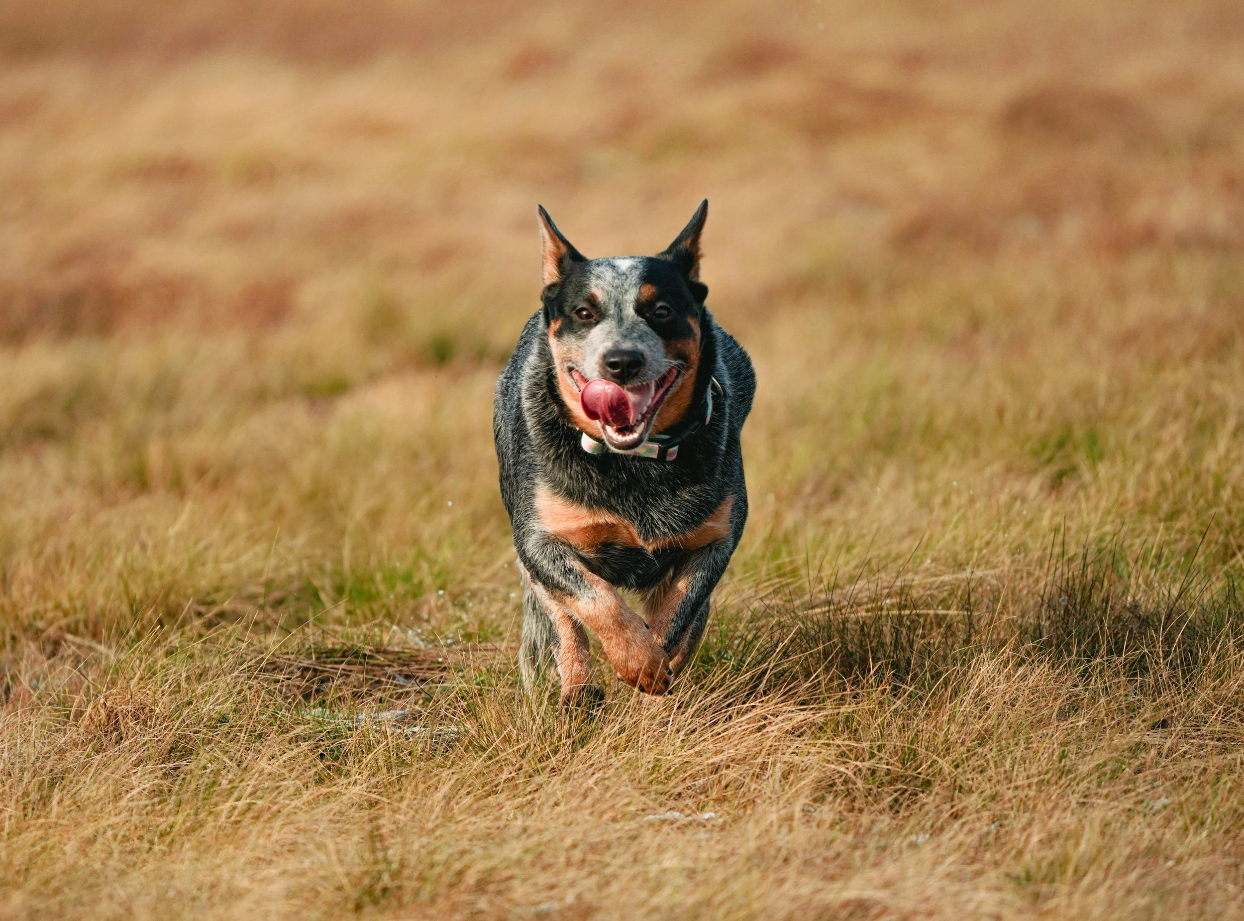 A happy Australian Cattle Dog running on a grassy field, tongue out, ears up.