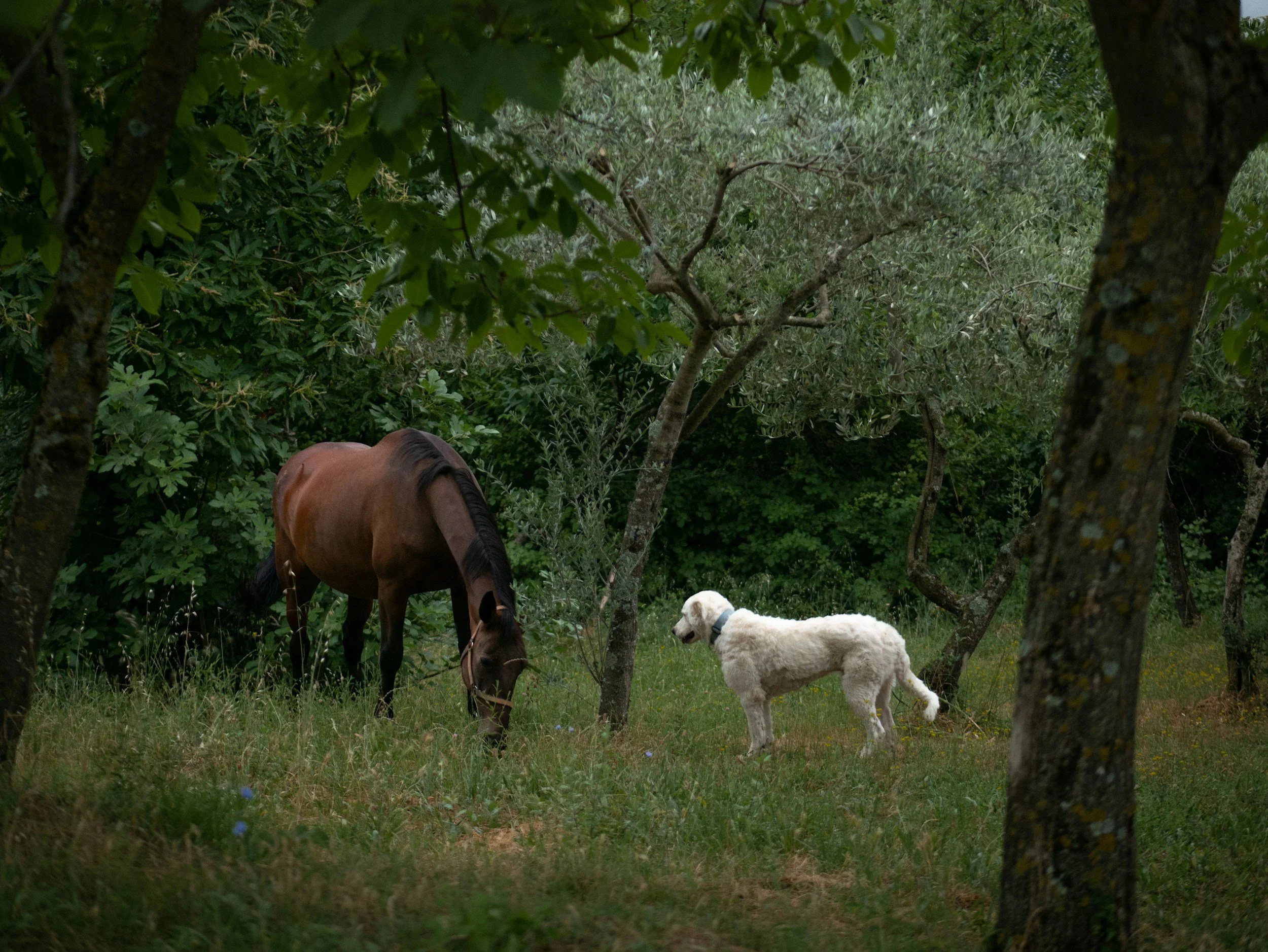 A brown horse and a white dog standing in a green, wooded area.