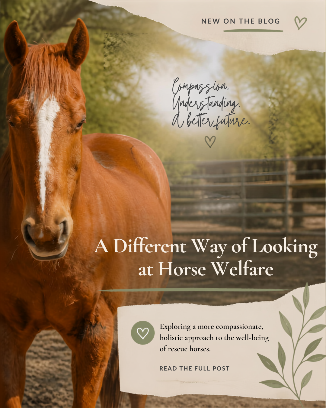 A Different Way of Looking at Horse Welfare&nbsp;