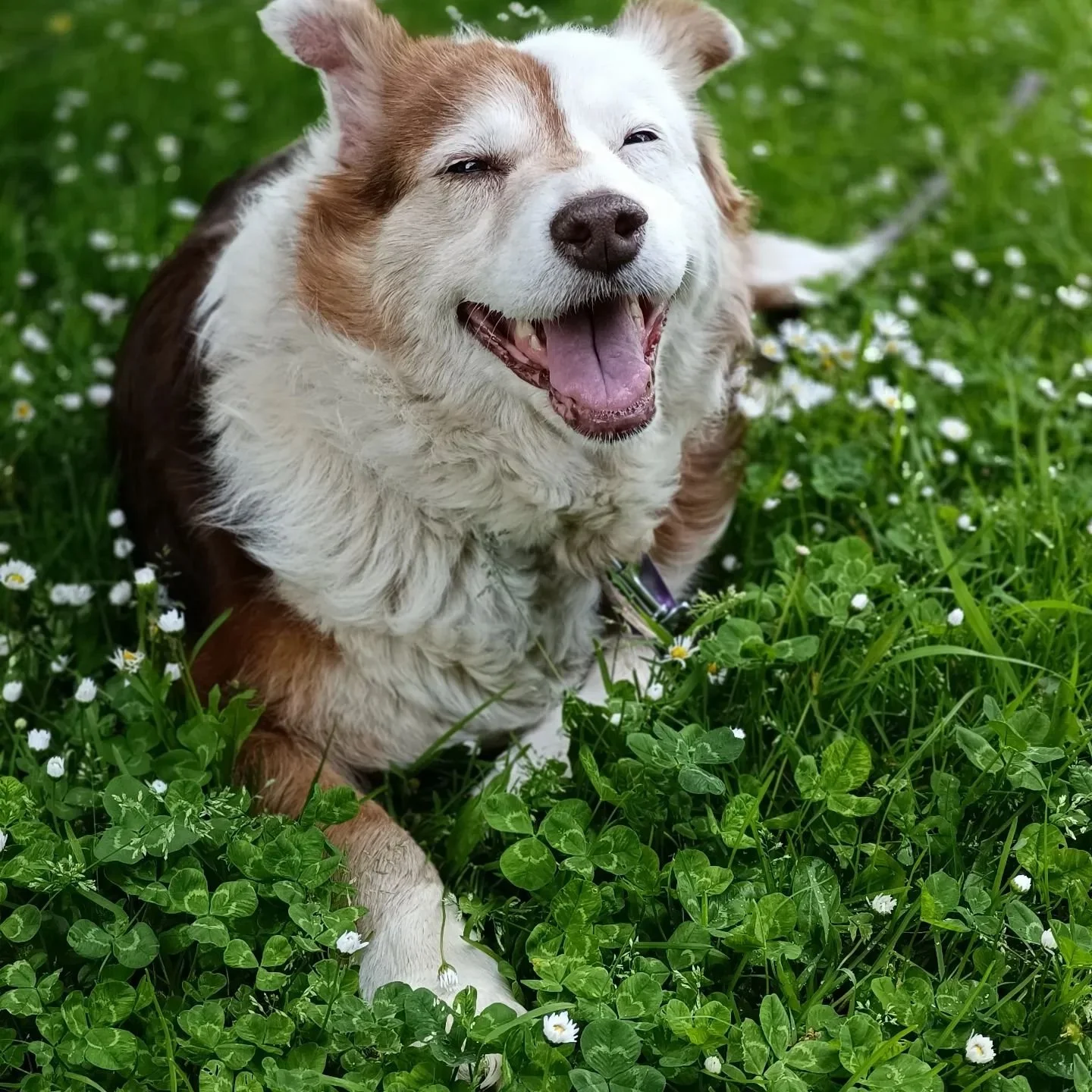 A happy, smiling dog lying in a field of green grass and white flowers.