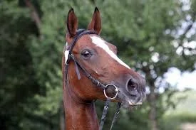 Close-up of a brown horse with a white mark on its face wearing a bridle, outdoors with green trees in the background.