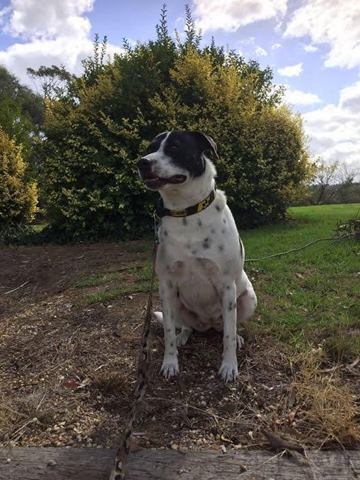 A black and white spotted dog sitting outside on a patch of dirt and grass in front of a large shrub, under a partly cloudy sky.