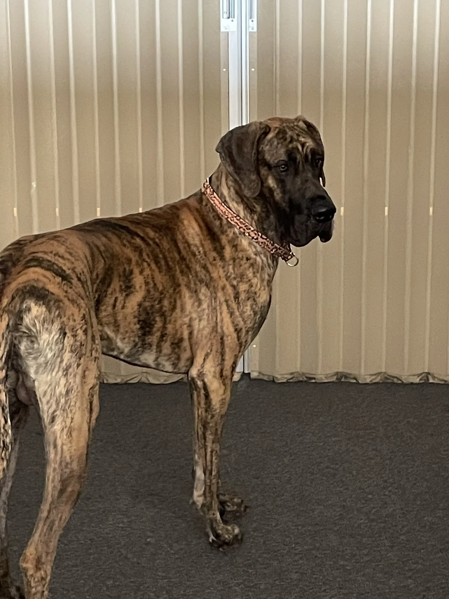 A large brindle Great Dane dog standing on a dark carpeted floor in front of beige vertical blinds.