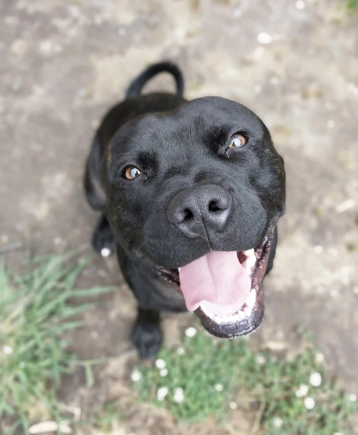 A happy black dog looking up with its tongue out, outdoors on dirt and grass.