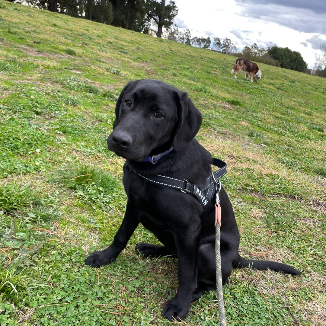 A black dog sitting on a grassy hill with a harness labeled 'RAVEN'. Behind the dog, another dog is grazing in the grass. There are trees in the background and a partly cloudy sky.