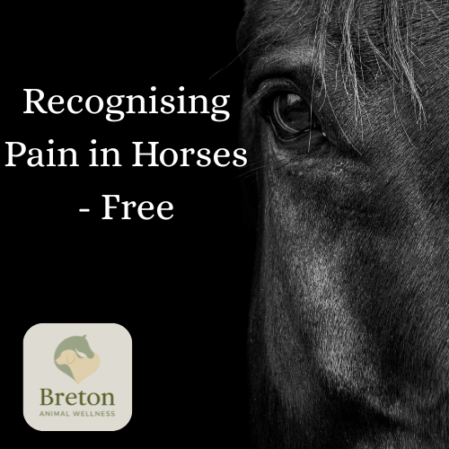 Close-up of a horse's eye and face with overlay text that reads, "Recognising Pain in Horses - Free," along with a Breton Animal Wellness logo.