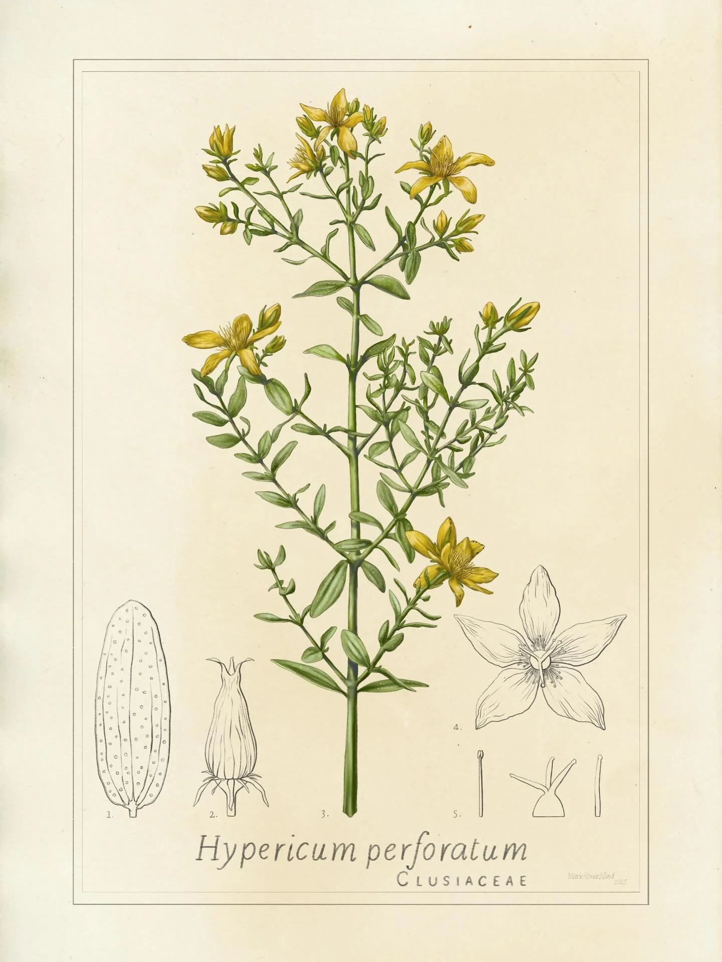 🌱 St. John&rsquo;s wort - 𝘏𝘺𝘱𝘦𝘳𝘪𝘤𝘶𝘮 𝘱𝘦𝘳𝘧𝘰𝘳𝘢𝘵𝘶𝘮
✏️ @affinity - tea-dyed paper as background
🏛️ Commissioned by the Cit&eacute; des Sciences et de l&rsquo;Industrie as a mediation tool

#hypericumperforatum #botanicalart #scientifi