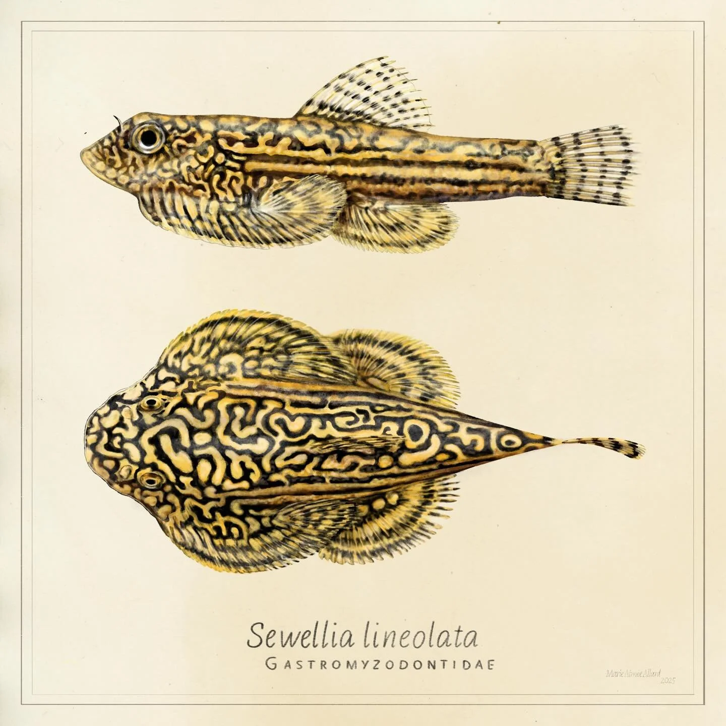 🐟 Reticulated hillstream loach - 𝘚𝘦𝘸𝘦𝘭𝘭𝘪𝘢 𝘭𝘪𝘯𝘦𝘰𝘭𝘢𝘵𝘢
✏️ @affinity 
🏛️ Commissioned by the Cit&eacute; des Sciences et de l&rsquo;Industrie as a mediation tool 

#sewellialineolata #reticulatedhillstreamloach #fishart #madewithaffini