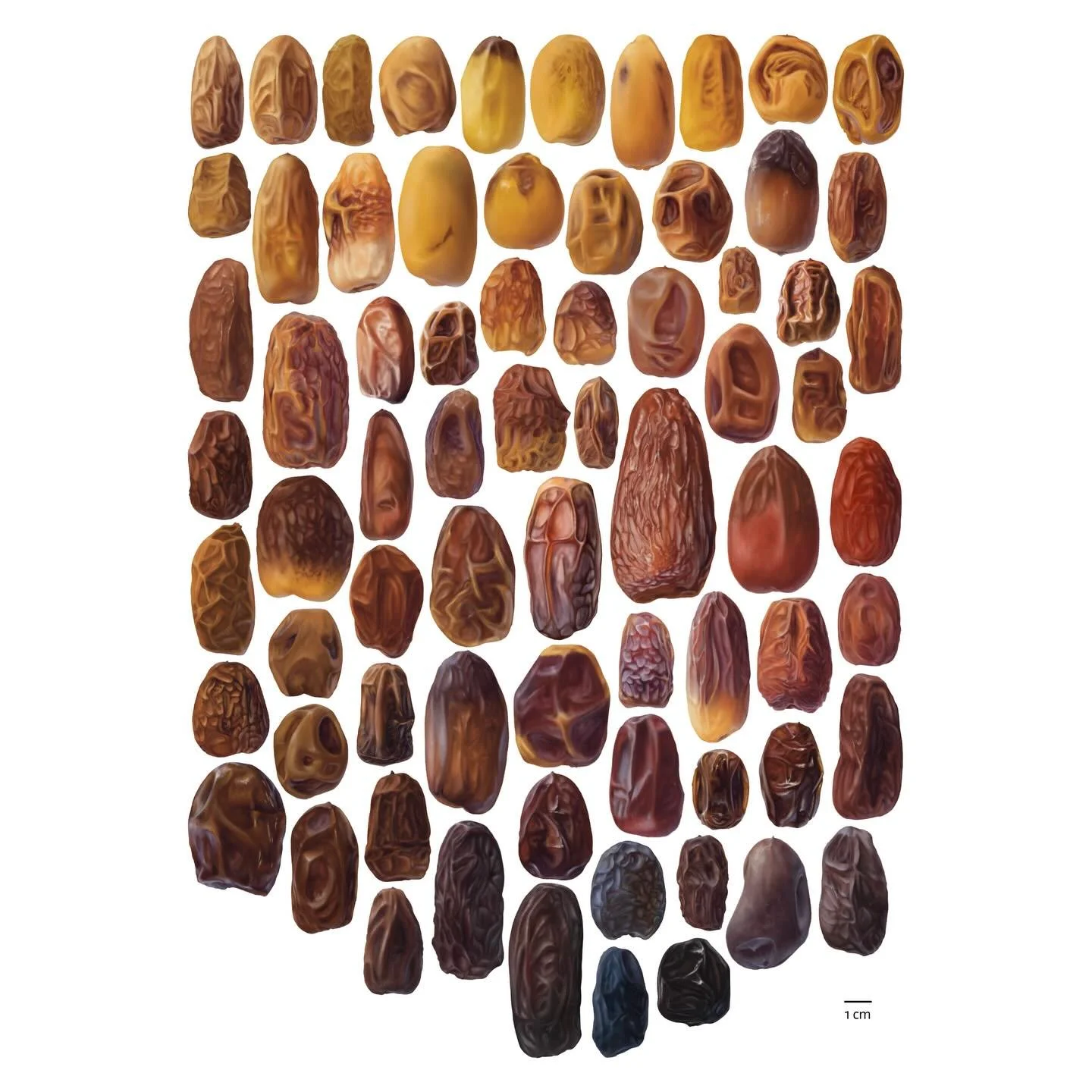 🌴 Dates - 71 varieties of 𝘗𝘩𝘰𝘦𝘯𝘪𝘹 𝘥𝘢𝘤𝘵𝘺𝘭𝘪𝘧𝘦𝘳𝘢
✏️ @procreate 
📄 Elise Gaury &amp; Vincent Battesti (2025). Cultivating the Desert: Agronomic and Social Analysis of Production Systems in the Oasis of al-ʿUlā, Saudi Arabia. Paris: CN