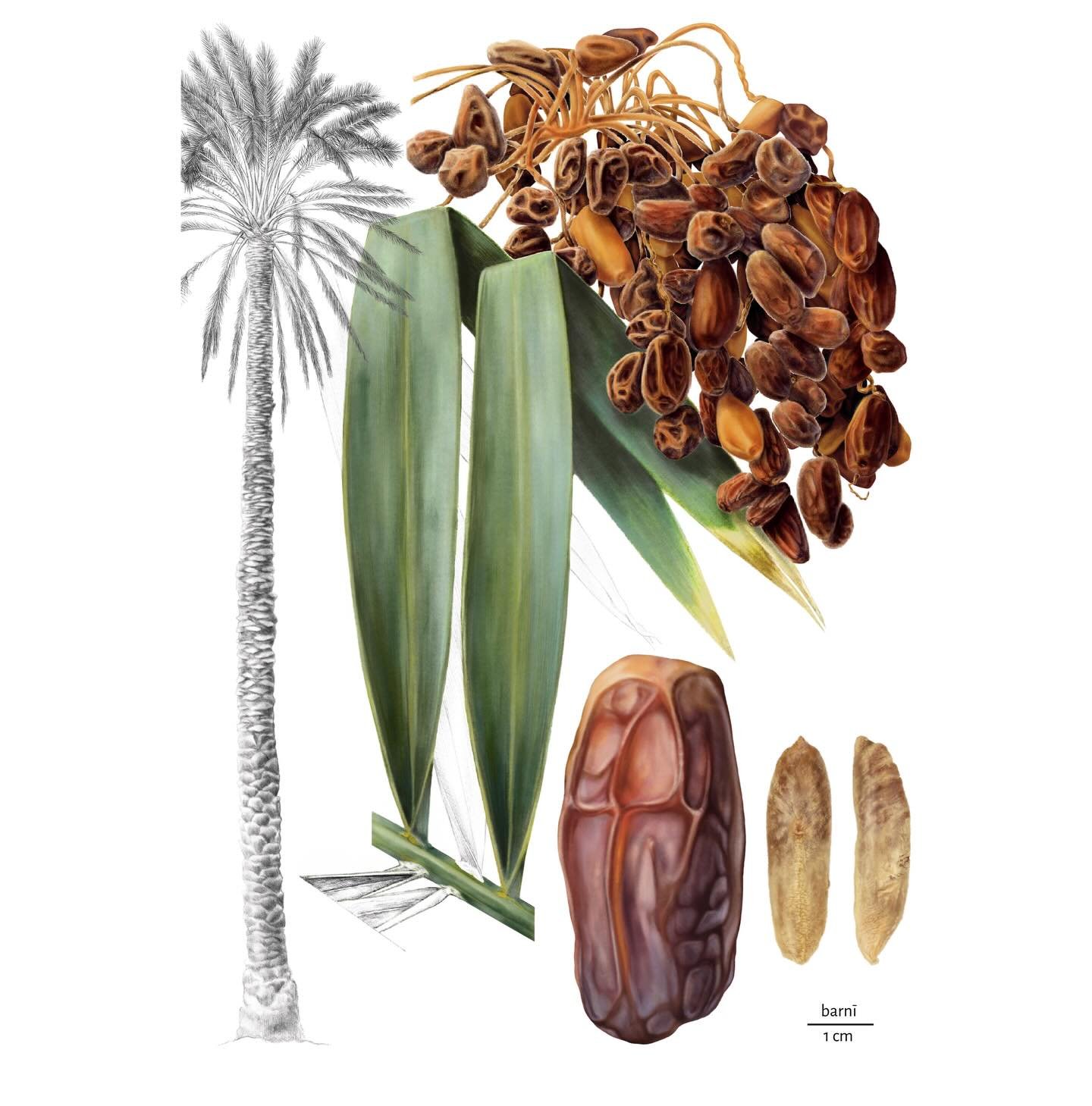 🌴 Palm - 𝘗𝘩𝘰𝘦𝘯𝘪𝘹 𝘥𝘢𝘤𝘵𝘺𝘭𝘪𝘧𝘦𝘳𝘢, barnī variety
✏️ @procreate 
📄 Elise Gaury &amp; Vincent Battesti (2025). Cultivating the Desert: Agronomic and Social Analysis of Production Systems in the Oasis of al-ʿUlā, Saudi Arabia. Paris: CNRS