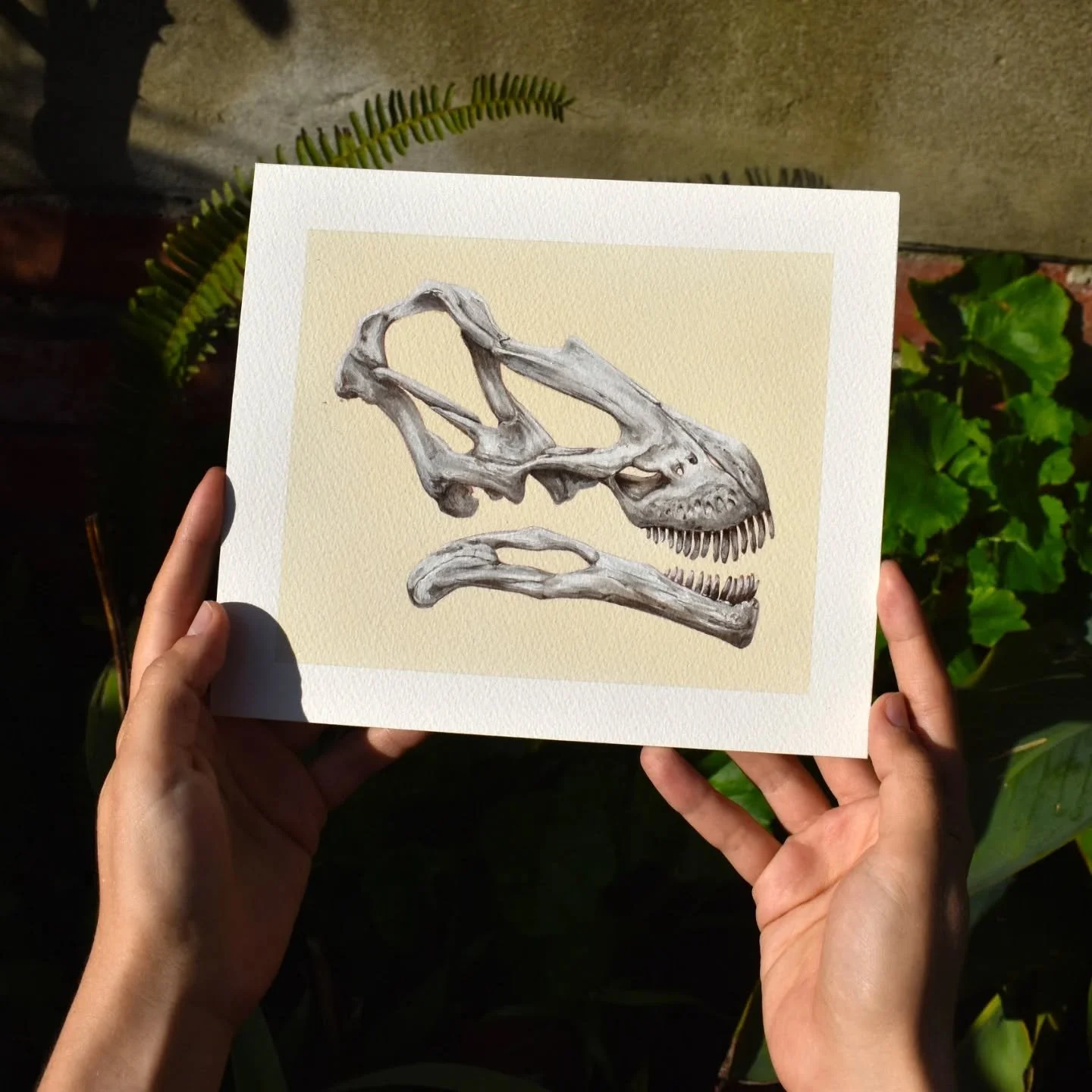 🦕 𝘛𝘢𝘱𝘶𝘪𝘢𝘴𝘢𝘶𝘳𝘶𝘴 𝘮𝘢𝘤𝘦𝘥𝘰𝘪 skull
✏️ Ink and gouache on tea-dyed paper - 21 x 18 cm
🌎 Brasilian sauropod
🟢 Original for sale

#tapuiasaurusmacedoi #sauropod #dinoart #dinoskeleton #skullartwork #fossilart #paleoart #paleoillustration