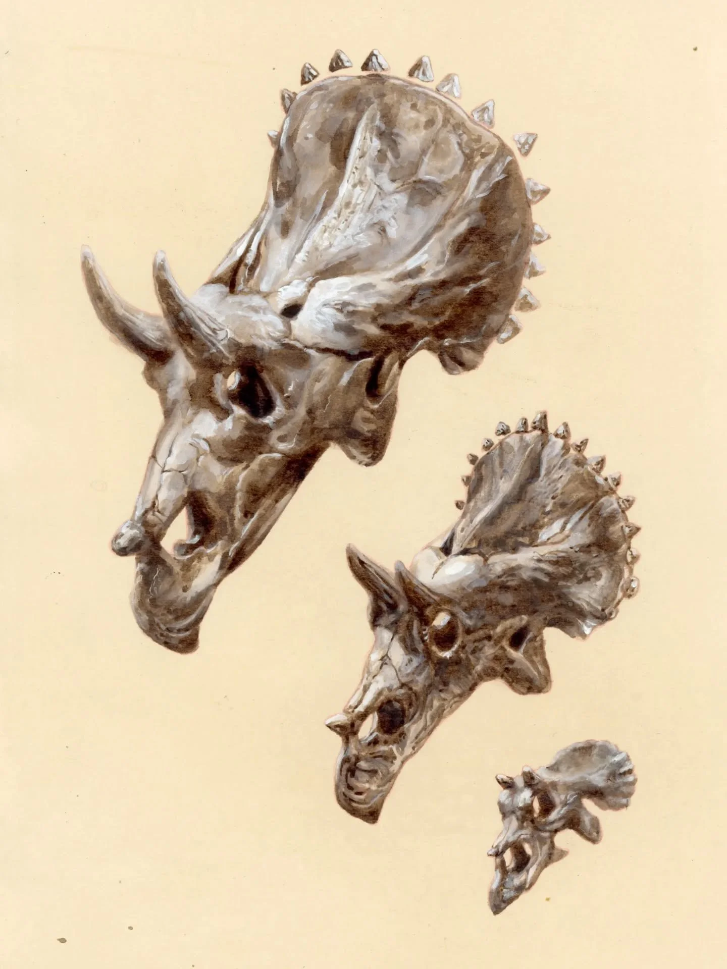 🦴 Triceratops ontogeny - 𝘛𝘳𝘪𝘤𝘦𝘳𝘢𝘵𝘰𝘱𝘴 𝘩𝘰𝘳𝘳𝘪𝘥𝘶𝘴 
✏️ Gouache and ink on tea-dyed paper - 15x20 cm
🟢 Original for sale

#triceratopshorridus #triceratops #ceratopsian #skullo #dinoart #dinoskeleton #skullartwork #fossilart #paleoart 