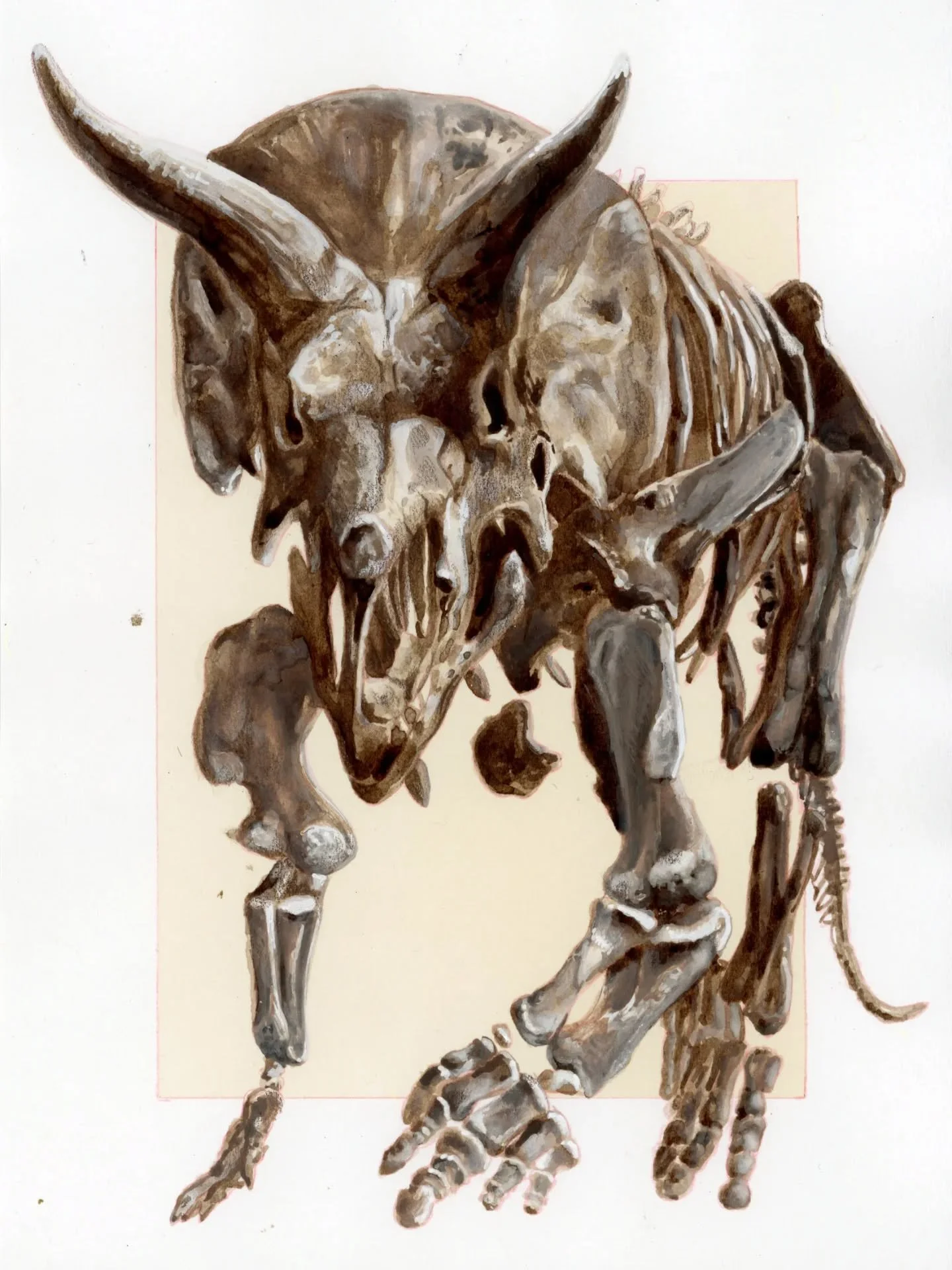 🦴 Yoshi's Trike (MOR 3027) -𝘛𝘳𝘪𝘤𝘦𝘳𝘢𝘵𝘰𝘱𝘴 𝘴𝘱.
✏️ Gouache and ink on tea-dyed paper - 15 x 20 cm
🔴 Sold 

#yoshistrike #triceratops #ceratopsian #dinoart #dinoskeleton #skullartwork #fossilart #paleoart #paleoillustration #naturalhistorya