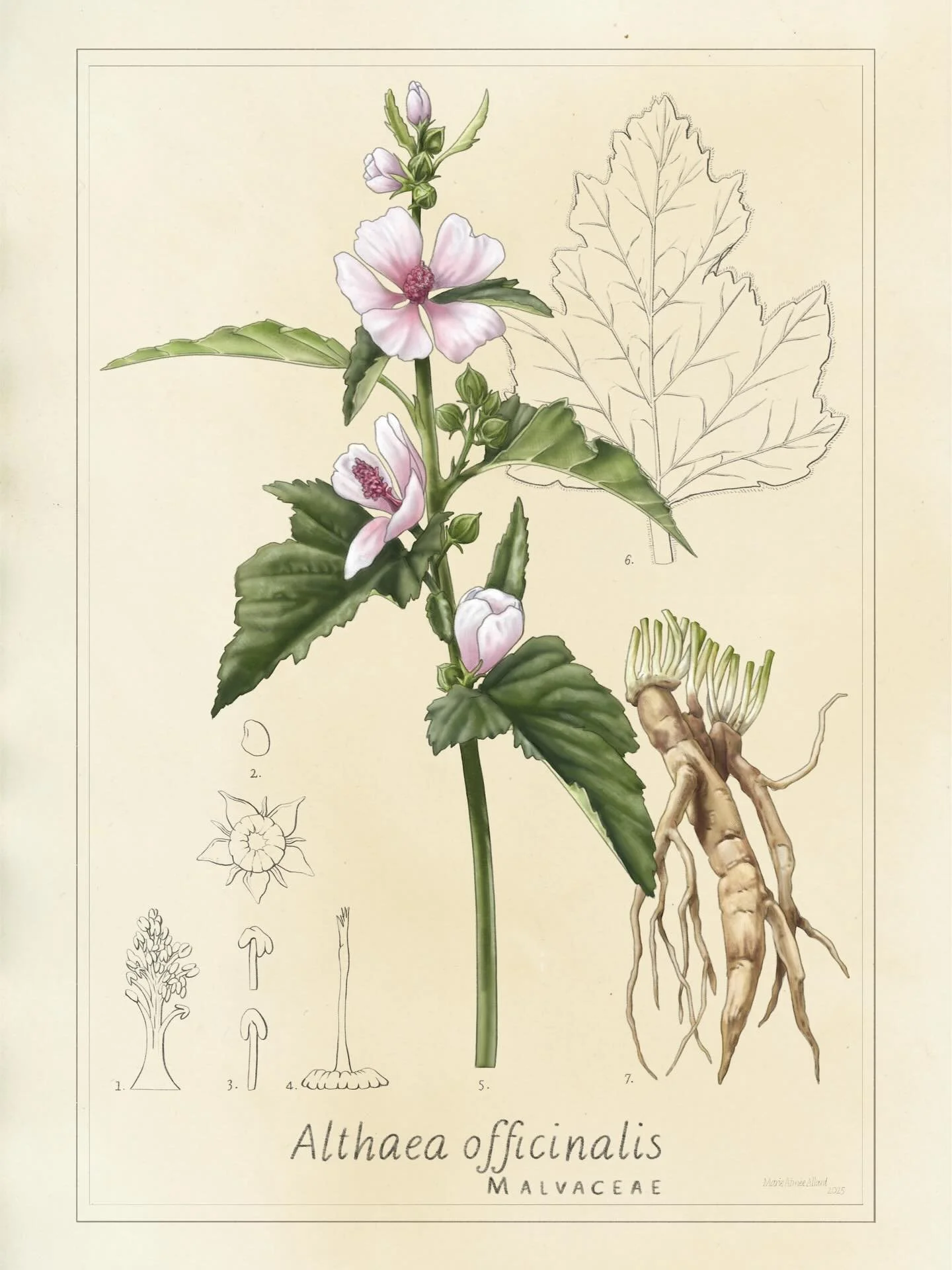 🌱 Marshmallow - 𝘈𝘭𝘵𝘩𝘢𝘦𝘢 𝘰𝘧𝘧𝘪𝘤𝘪𝘯𝘢𝘭𝘪𝘴
✏️ @affinity - tea-dyed paper as background
🏛️ Commissioned by the Cit&eacute; des Sciences et de l&rsquo;Industrie as a mediation tool

#althaeaofficinalis #botanicalart #scientificillustration