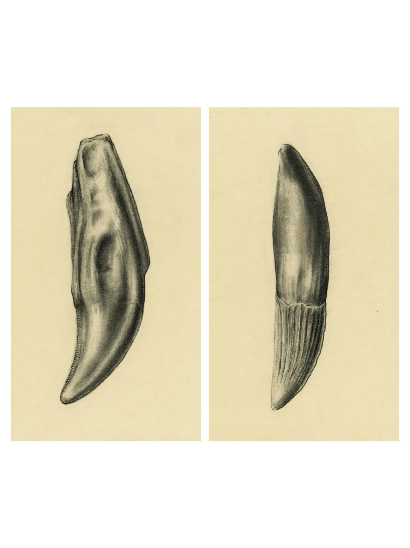 🦷 Dinosaurs teeth with their roots
✏️ Charcoal - A3

#dinoart #dinoteeth #naturalhistoryillustration #charcoalartist #paleoart