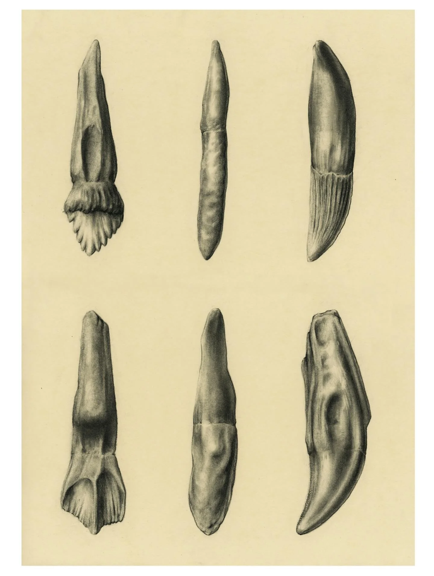 🦷 Dinosaurs teeth with their roots
✏️ Charcoal - A3

#dinoart #dinoteeth #naturalhistoryillustration #charcoalartist #paleoart