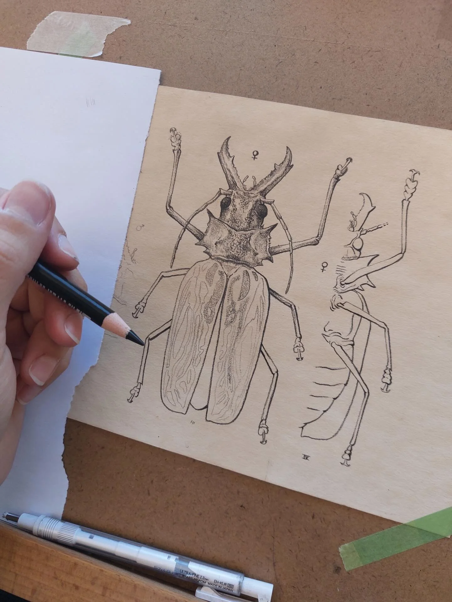 🪳 Sabertooth longhorn beetle - 𝘔𝘢𝘤𝘳𝘰𝘥𝘰𝘯𝘵𝘪𝘢 𝘤𝘦𝘳𝘷𝘪𝘤𝘰𝘳𝘯𝘪𝘴
✏️ Sketch in digital, final illustration in black pencil
👥 Design for @mybugscards in collaboration with @jn_illustrations and @pleuroterose 
🔴 Original sold