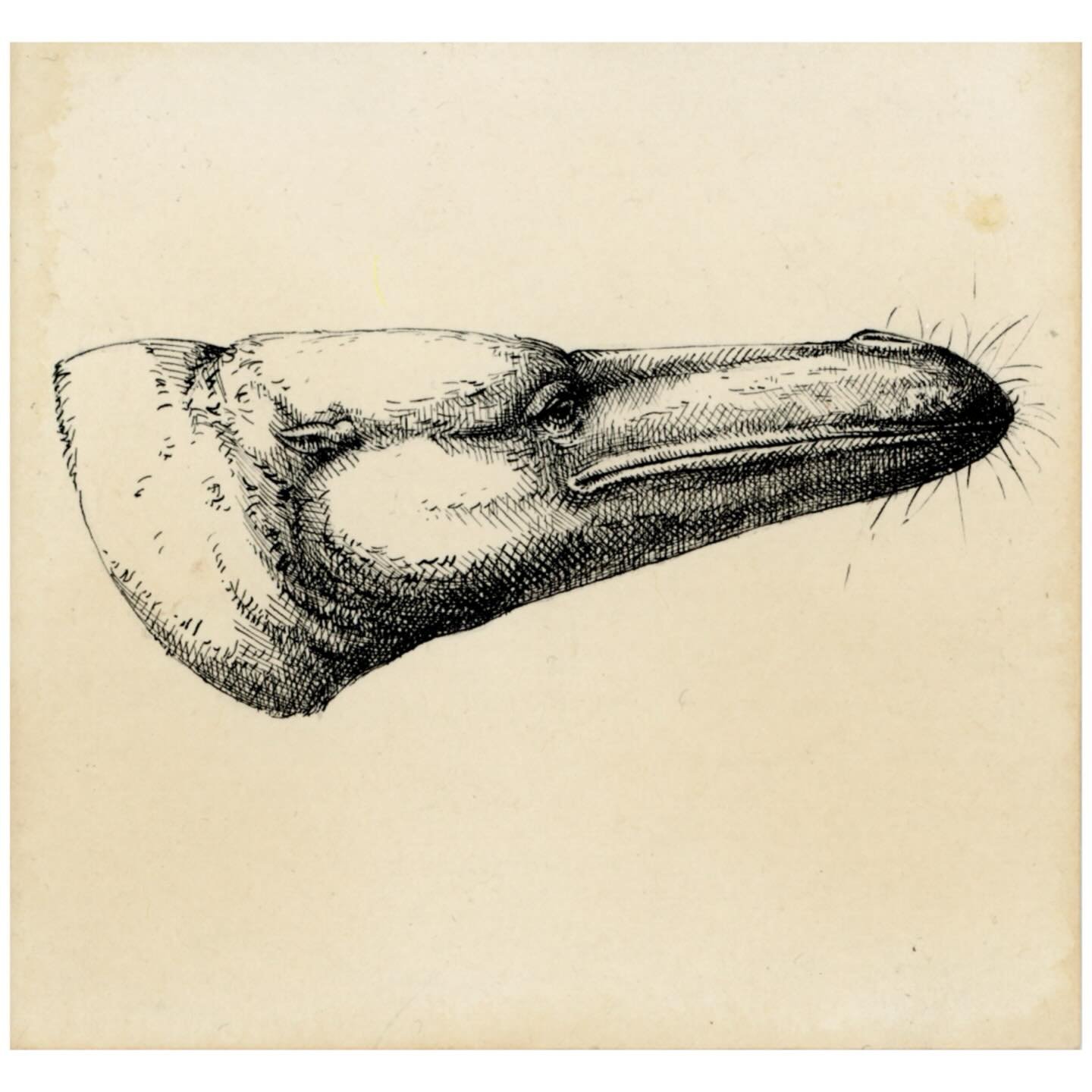 🐋 𝘛𝘰𝘨𝘰𝘤𝘦𝘵𝘶𝘴 𝘵𝘳𝘢𝘷𝘦𝘳𝘴𝘦𝘪 - Protocetidae
🌍 A cetacean from Togo - Eocene
✏️ Ink on tea-dyed paper - 10 x 10 cm
🎁 Commissioned as a gift (merci Beno&icirc;t)

#naturalhistoryillustration #paleoillustration #paleoreconstruction #scient