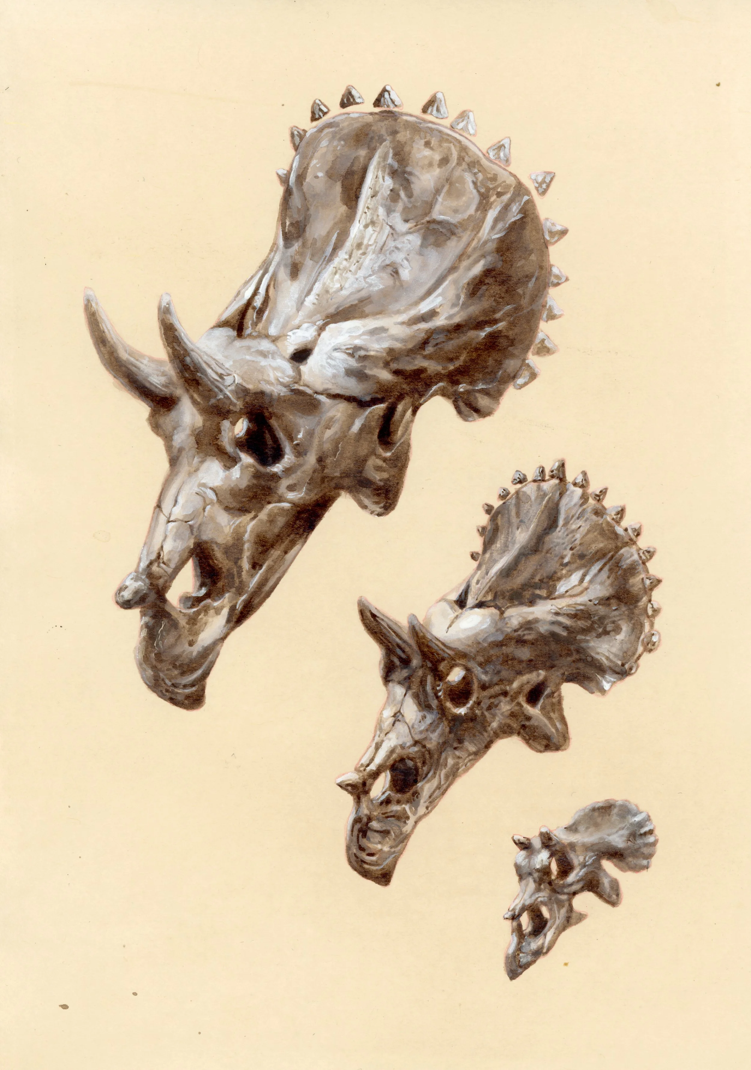 skulls.jpg