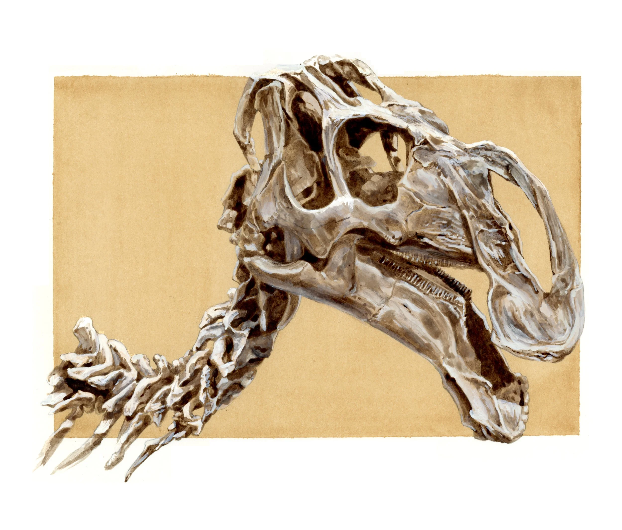 Gryposaurus monumentensis , 2025 - gouache & ink on coffee-dyed paper, 15x21 cm
