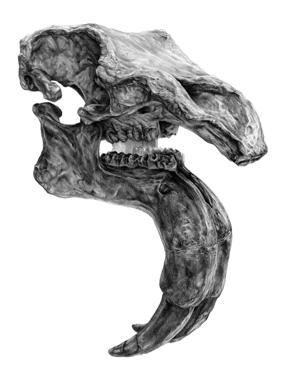 Deinotherium - Grande.jpeg