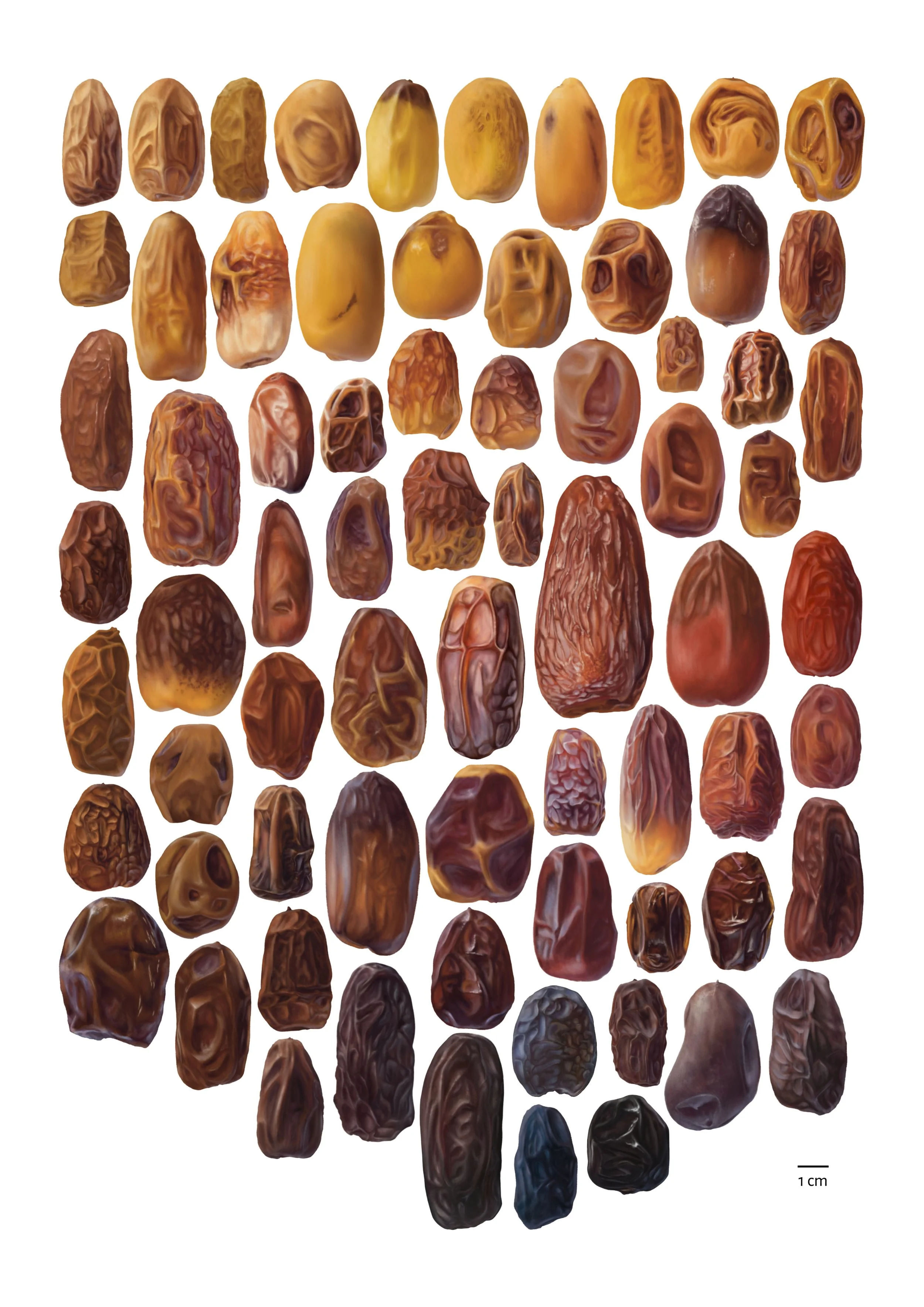 al-ʿUlā AS Project - CNRS