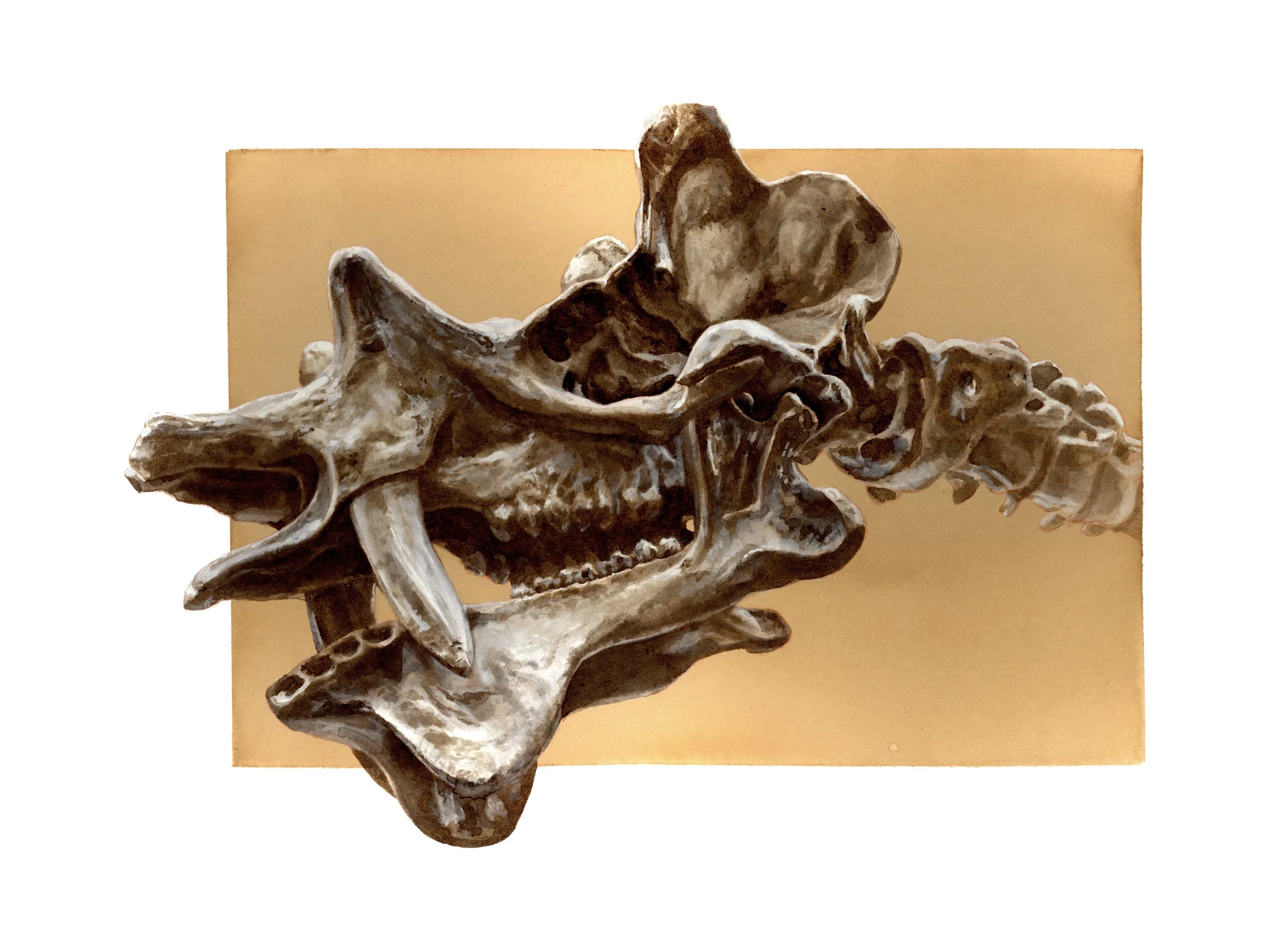 Uintatherium anceps , 2025 - ink on coffee-dyed paper, 41x32 cm