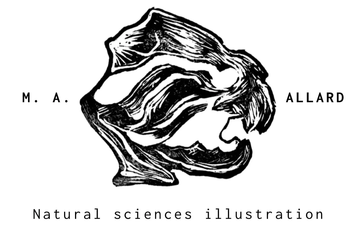 Marie Aimée Allard - Scientific &amp; naturalist illustration