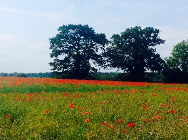 Open field with red flowers, two large trees in the background, and a partly cloudy sky.
