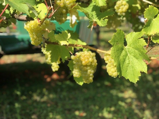 Green grapes hanging from a vine with large green leaves in a vineyard.