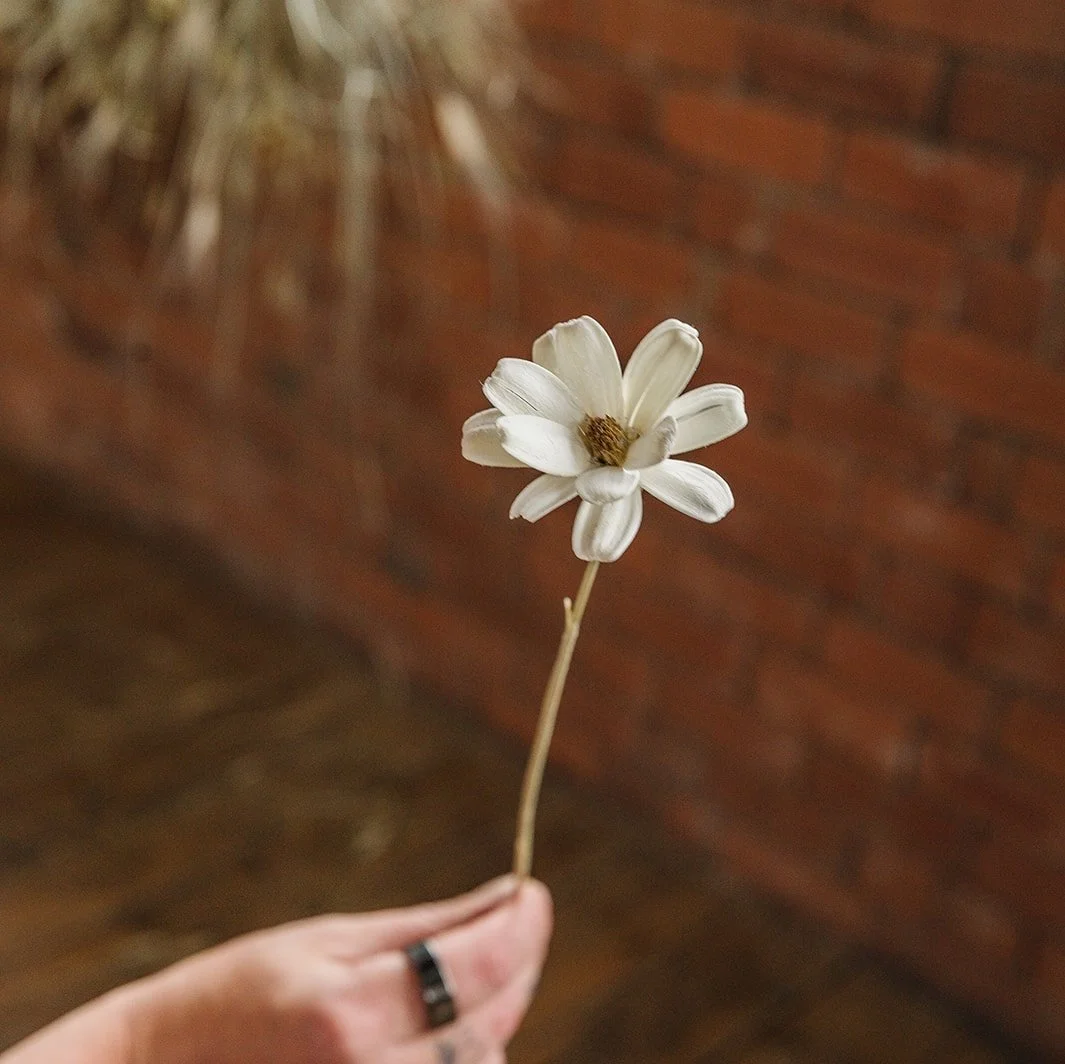 Close-up of dried daisy-type flower against red brick background