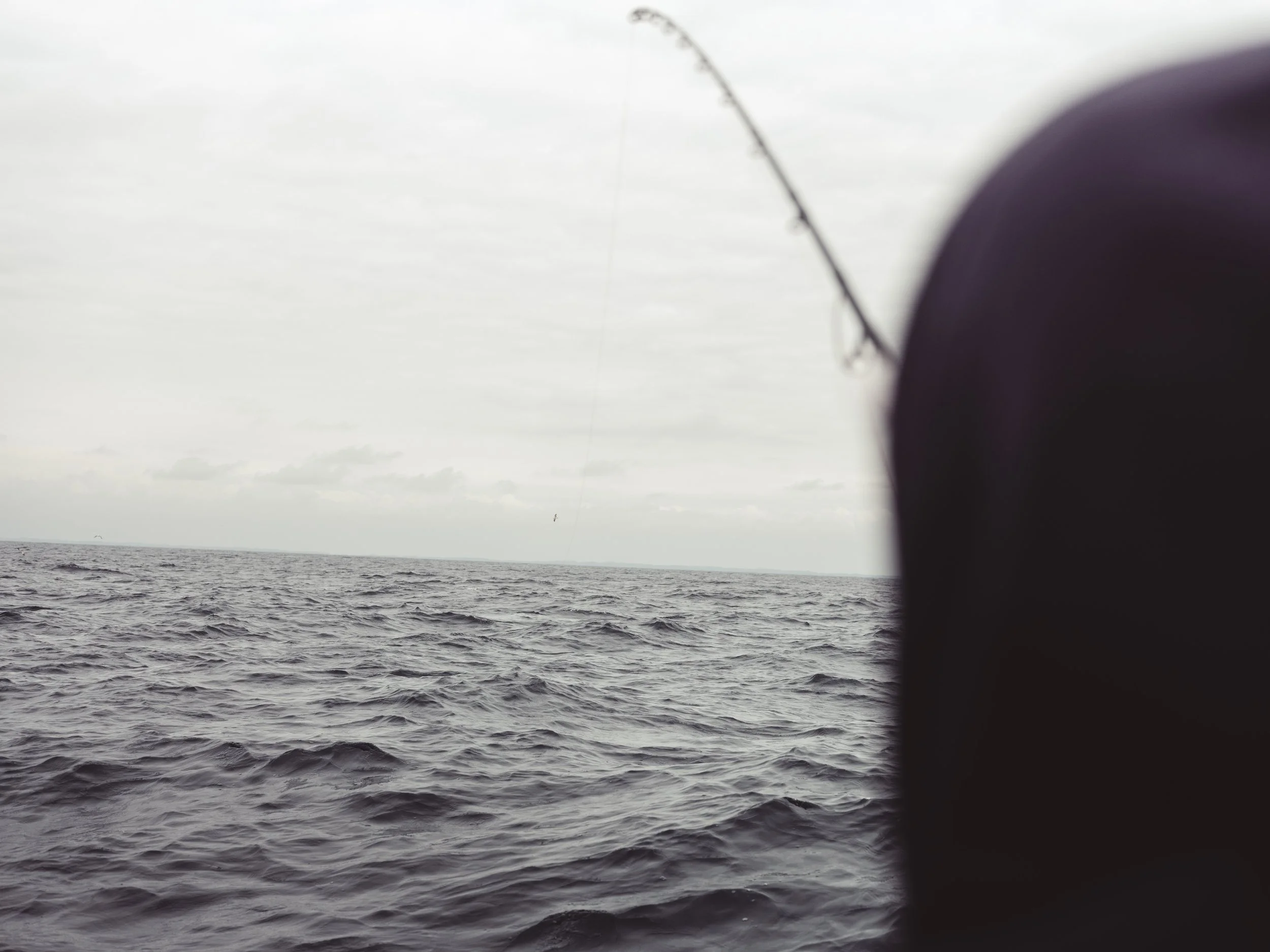 Video FIIISH: Thon rouge au Pays Basque