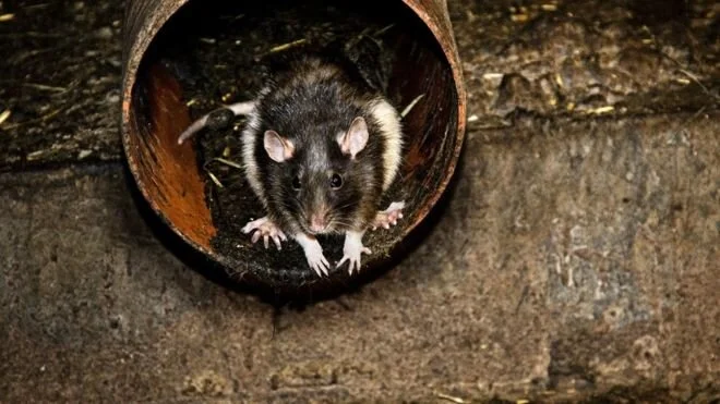 Keeping rats out of kitchens and bedbugs out of hotels