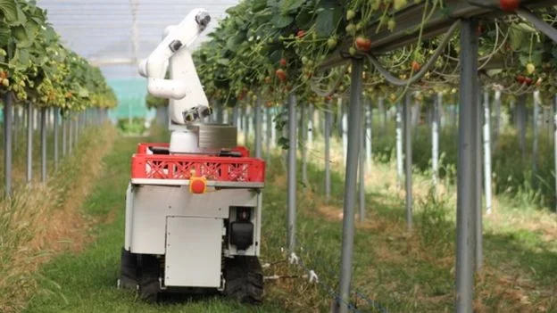 The strawberry-picking robots doing a job humans won't