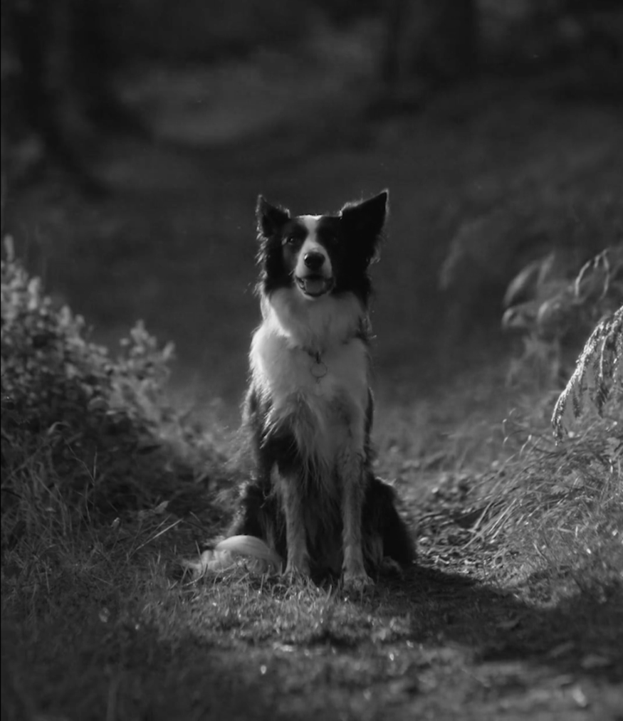Irish Blue Cross - More Time