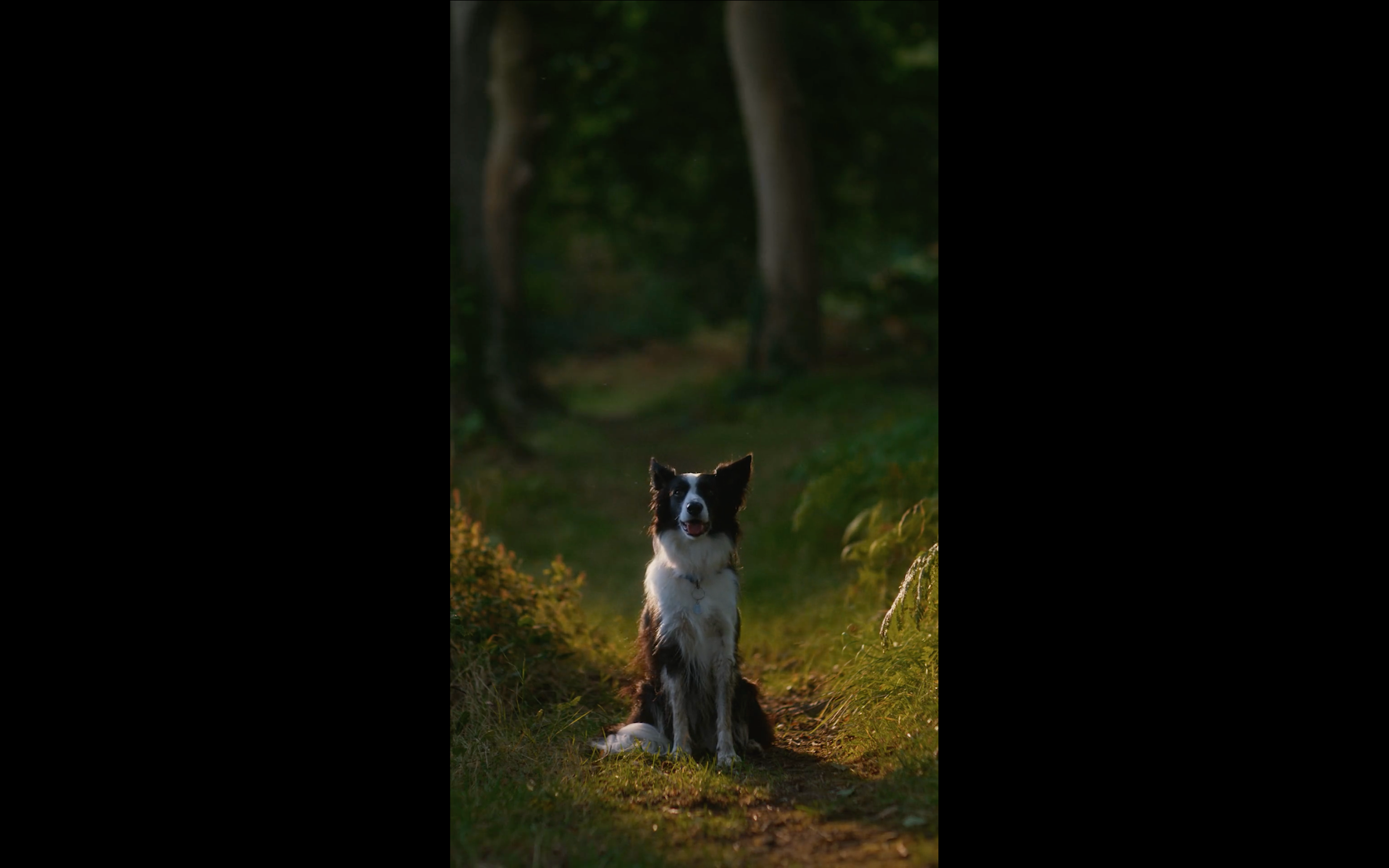 Irish Blue Cross - More Time