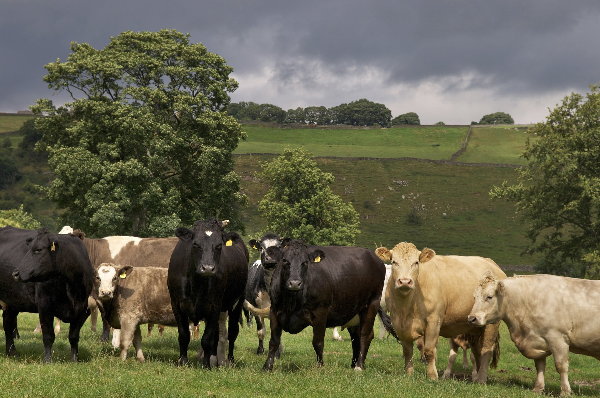 BVD update