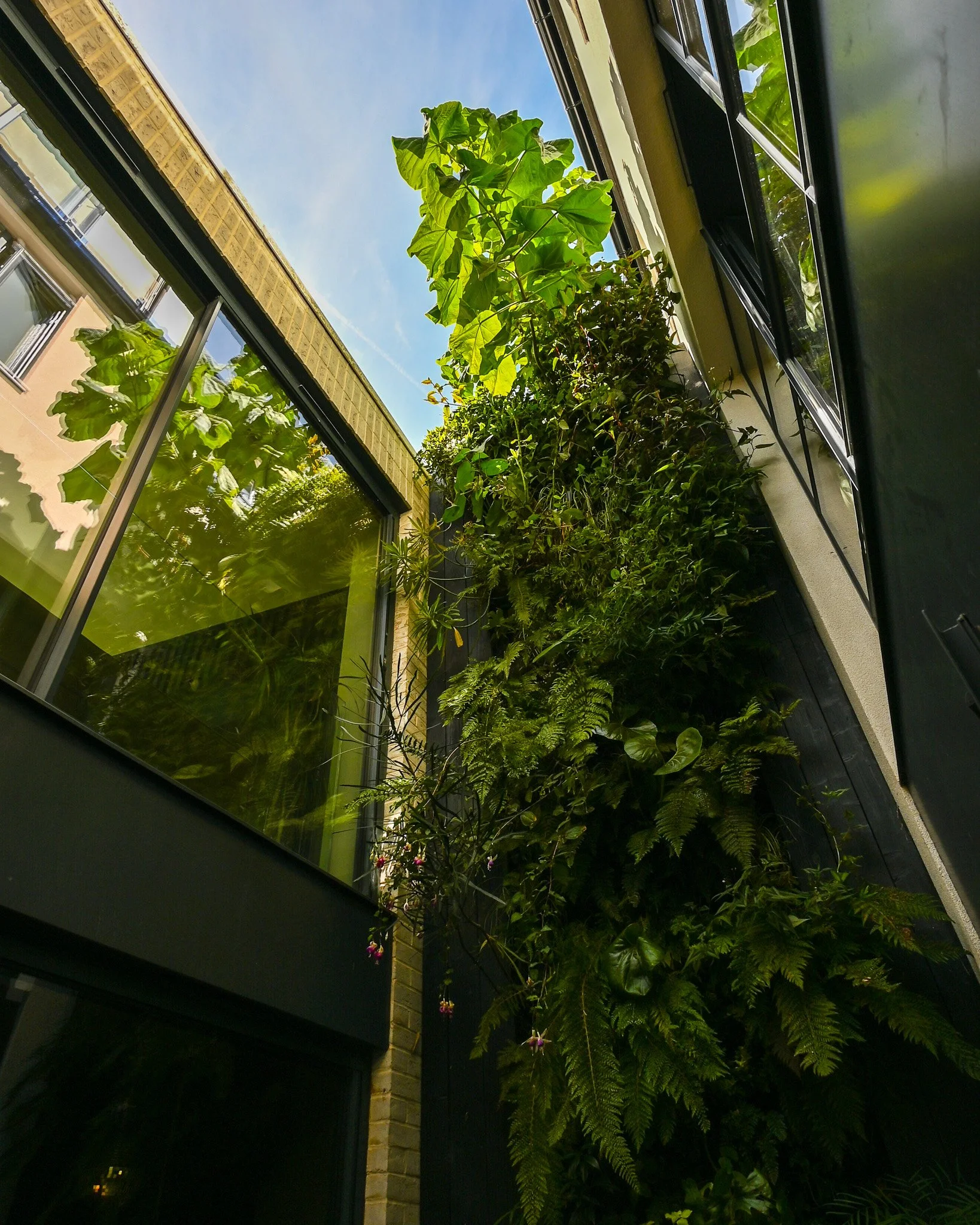 living wall in internal courtyard with glazing either side