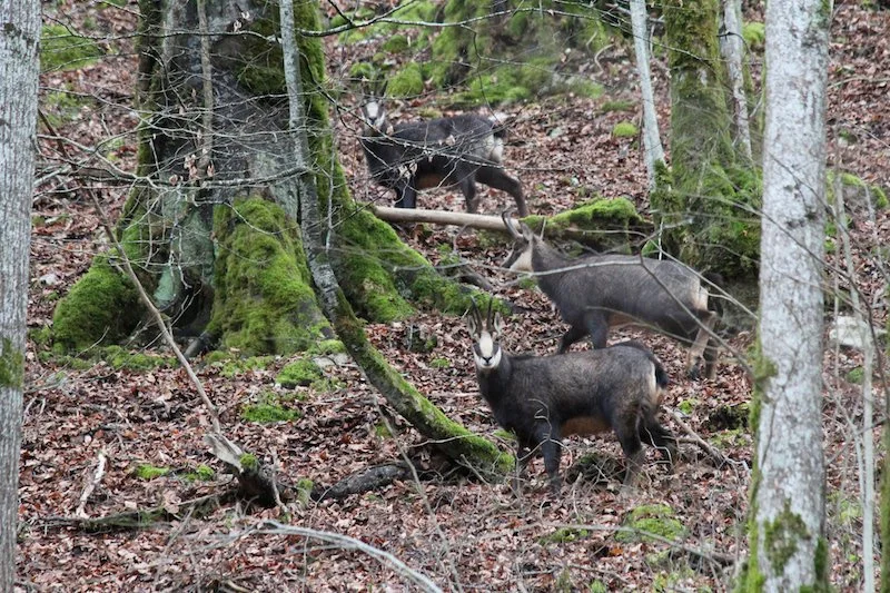 Trois sangliers dans une forêt avec des arbres et de la mousse.