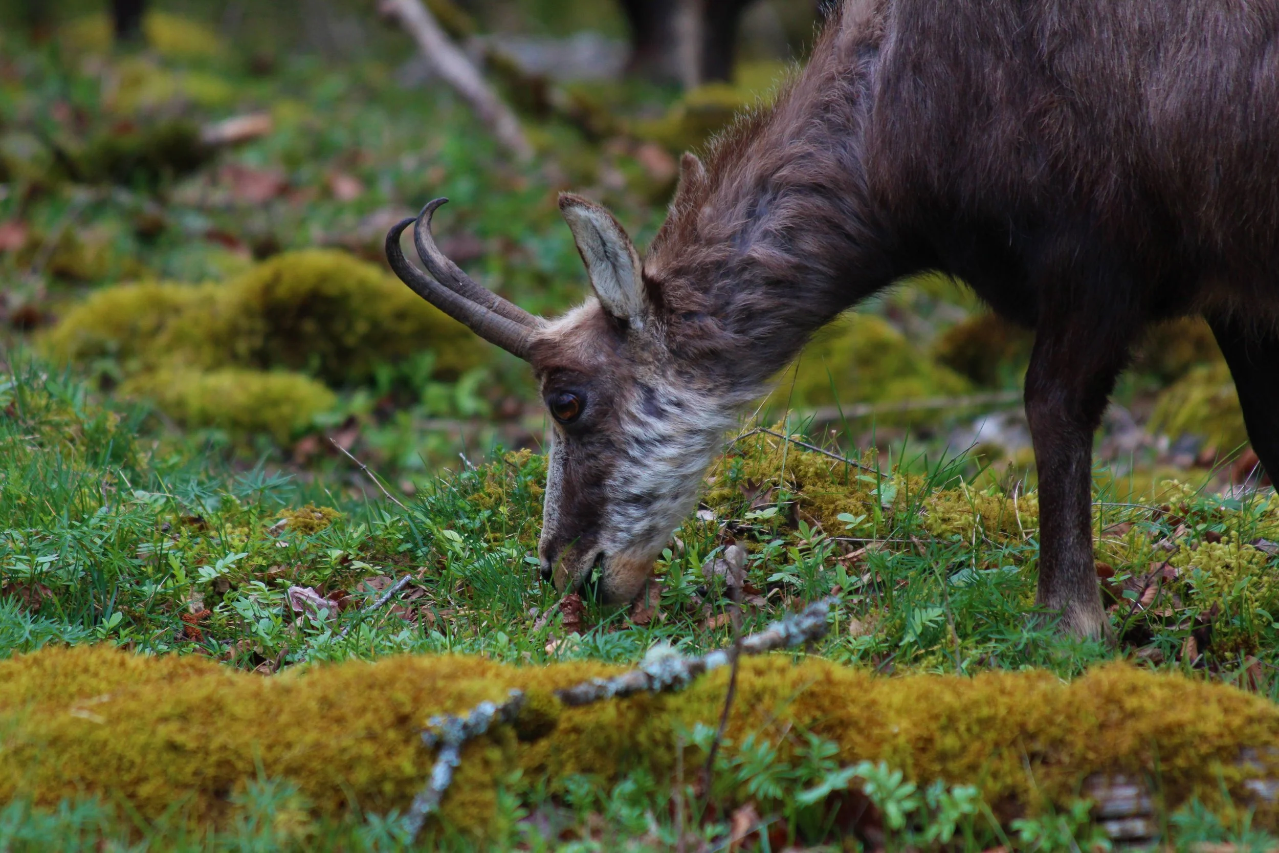 Un animal sauvage broutant la végétation dans une forêt verte