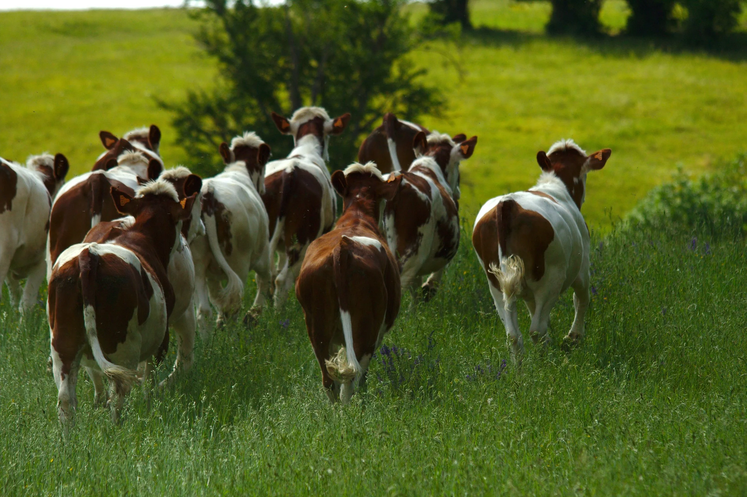 Groupe de vaches brunes et blanches dans un champ vert, vue arrière.