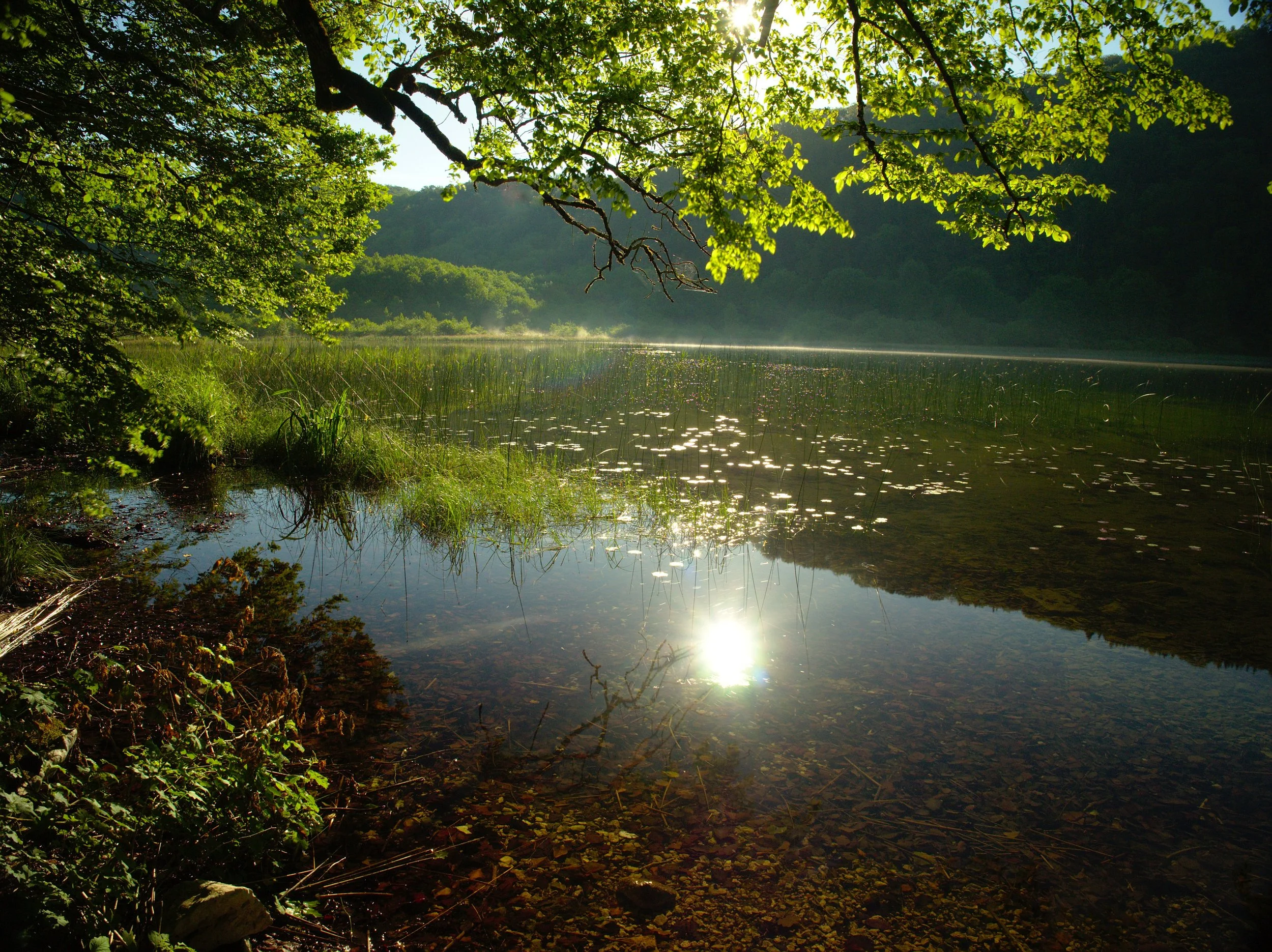 Vue d'un lac entouré d'arbres avec le soleil se reflétant dans l'eau, une brume légère au fond, et des feuilles vertes en premier plan.