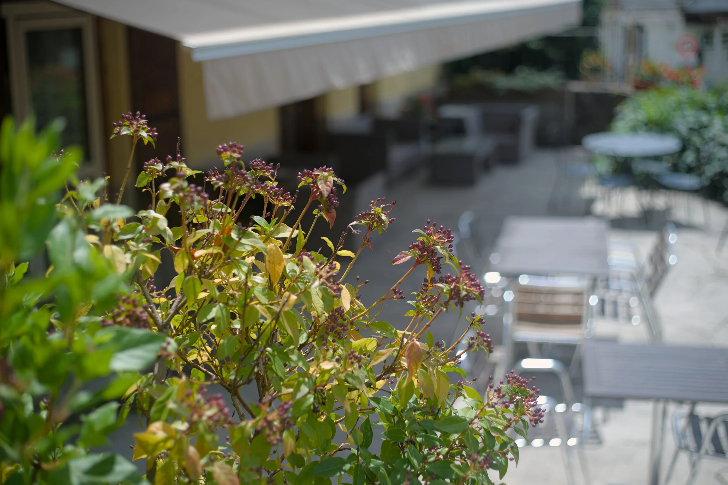 _DSC0102-DxO_DeepPRIME XD2s.jpg