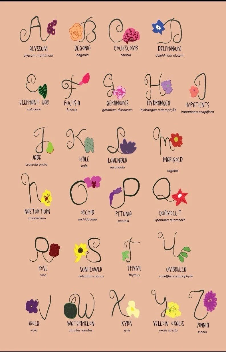 Plant abecedary poster with every letter featuring a new plant