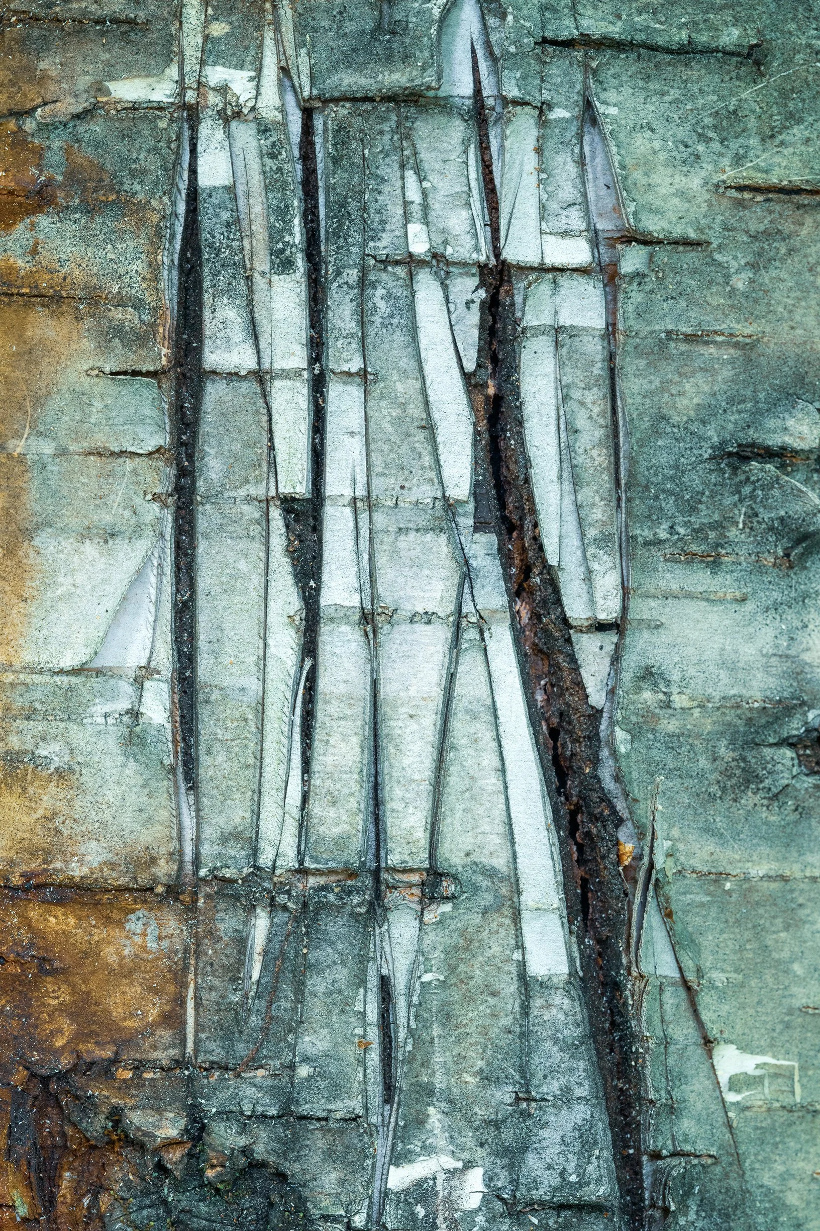 Close-up of weathered and cracked Bark of a Birch Tree