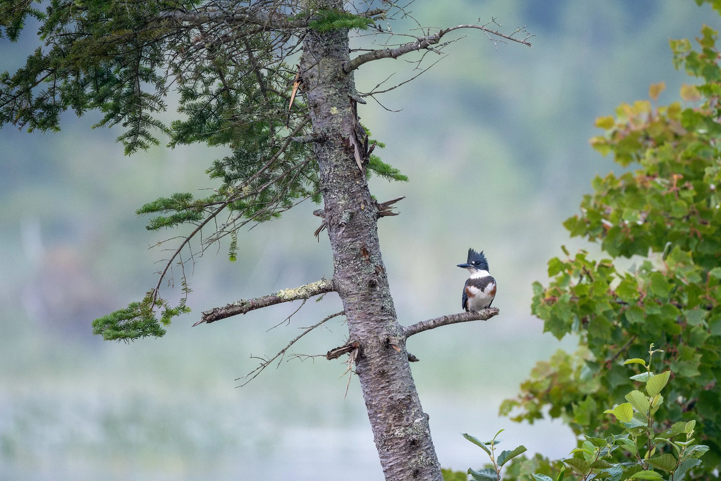 A Belted Kingfisher perched on a tree branch next to a green leafy bush in a forested area with misty background.