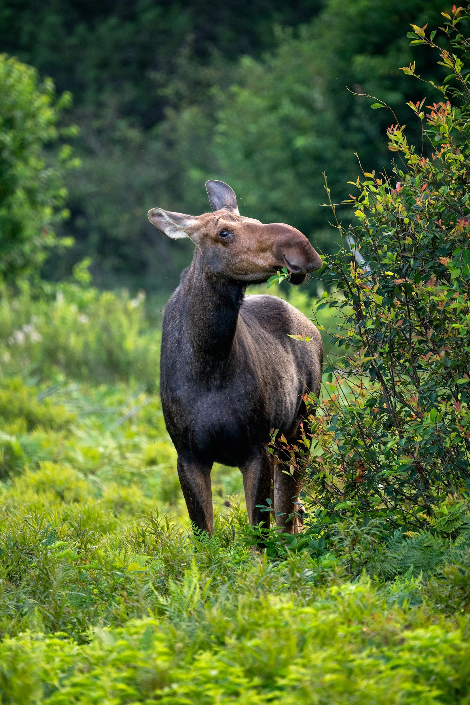 A moose standing in green foliage and eating leaves from a bush.