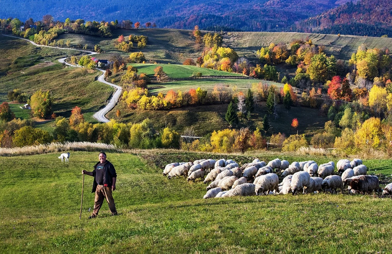 A person standing with a cane in a grassy field near a flock of sheep, with a scenic rolling hillside and colorful autumn trees in the background.