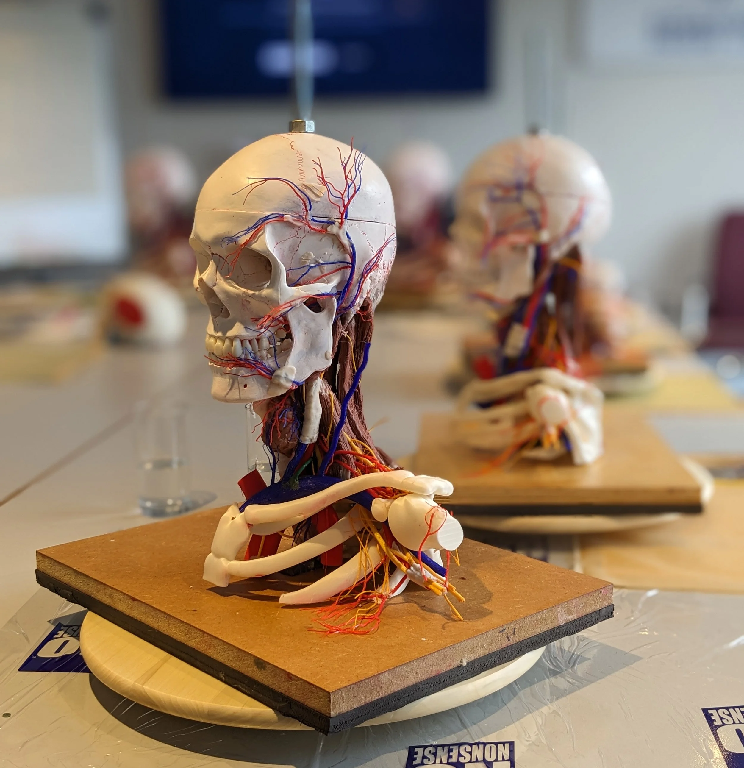 Image of the model. Surgical Sculpture – Facial Aesthetics Course