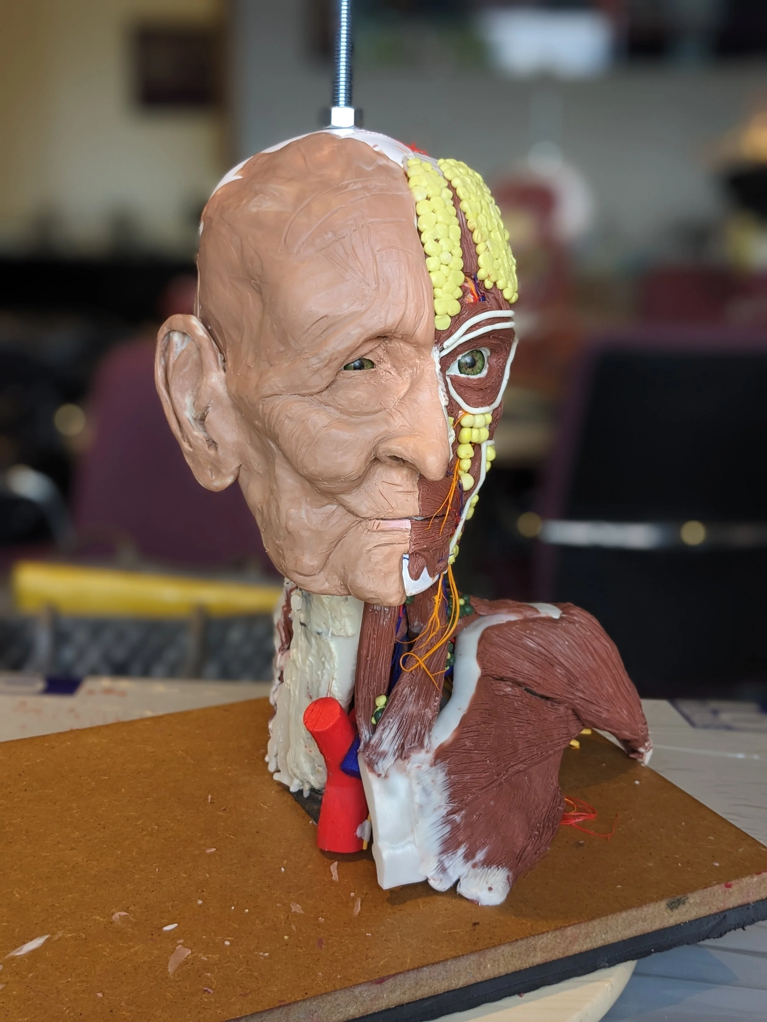 Head and neck constructive anatomy